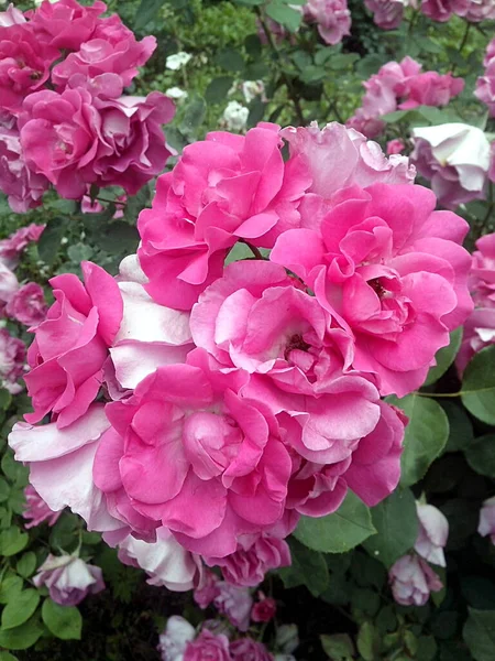 Ein Bündel Von Elf Rosa Rosen Blüte — Stockfoto