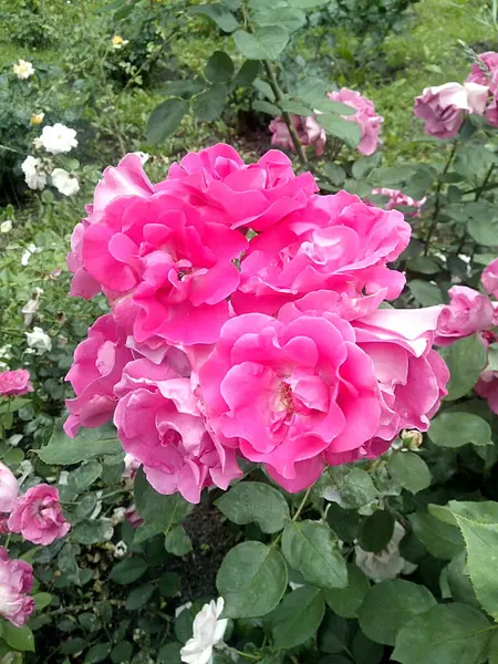 Bando Oito Rosas Rosa Flor — Fotografia de Stock