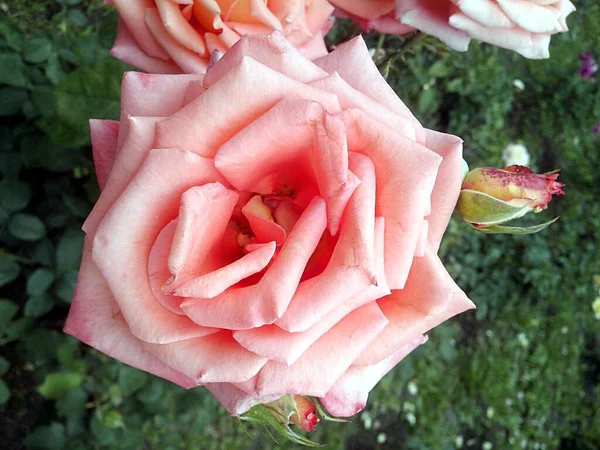 Çiçekli tek bej gül.