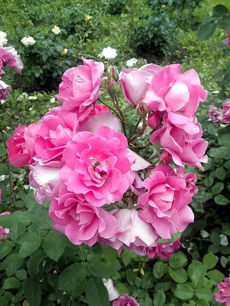 Έντεκα Ρόδινα Τριαντάφυλλα Ανθισμένα — Φωτογραφία Αρχείου