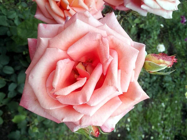 Single beige rose in blossom