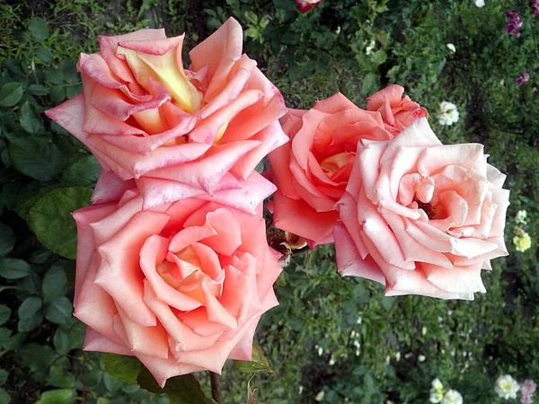 Çiçekli dört bej gül.