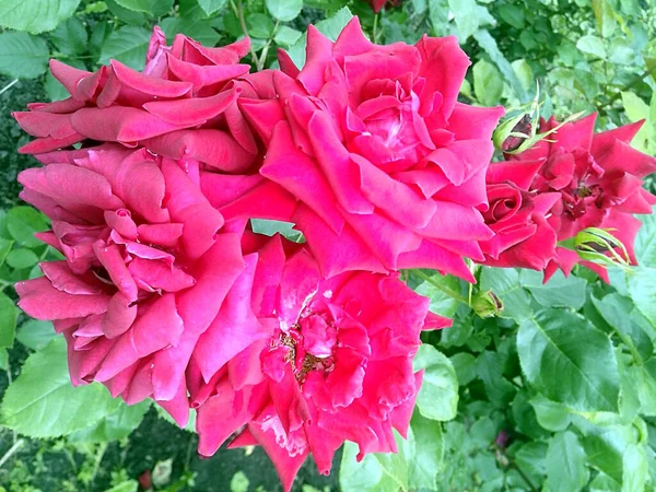 6本のピンクのバラの束 — ストック写真