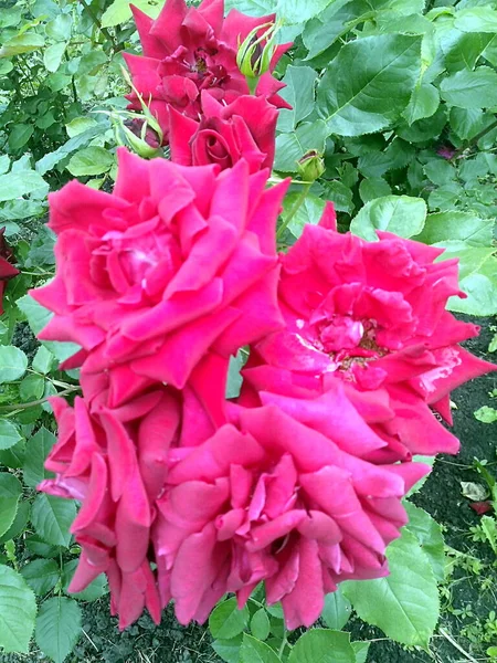 Çiçekli altı pembe gül demeti