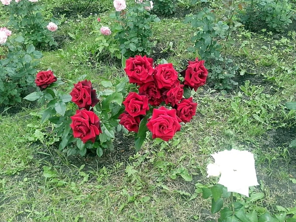 Doce Rosas Rojas Una Blanca Floreciendo — Foto de Stock