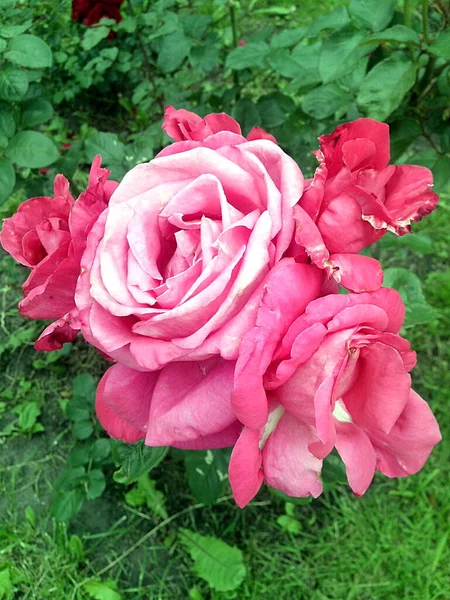 Çiçekli Dört Pembe Gül Demeti — Stok fotoğraf