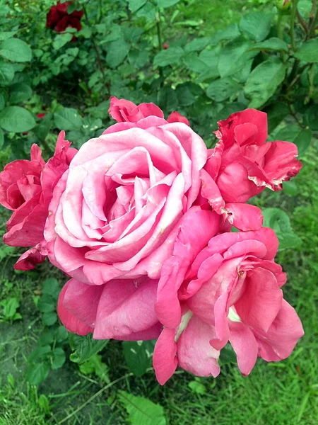 Çiçekli dört pembe gül demeti