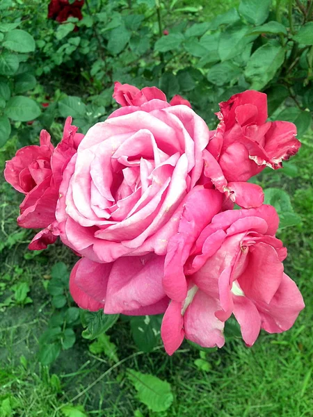 Çiçekli dört pembe gül demeti