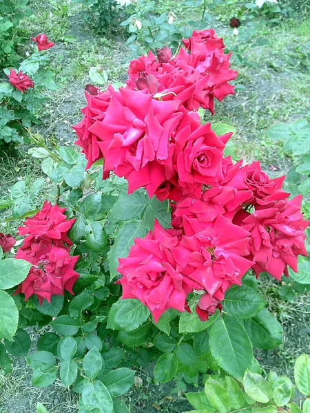 Çiçekli kırmızı güller.