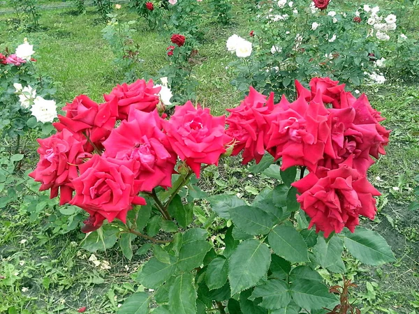 Bir Demet Kırmızı Gül Çiçek Açmış — Stok fotoğraf