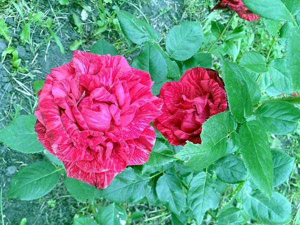两朵红宝石玫瑰盛开 — 图库照片
