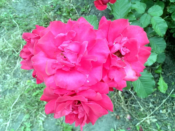 Çiçekli dört pembe gül demeti