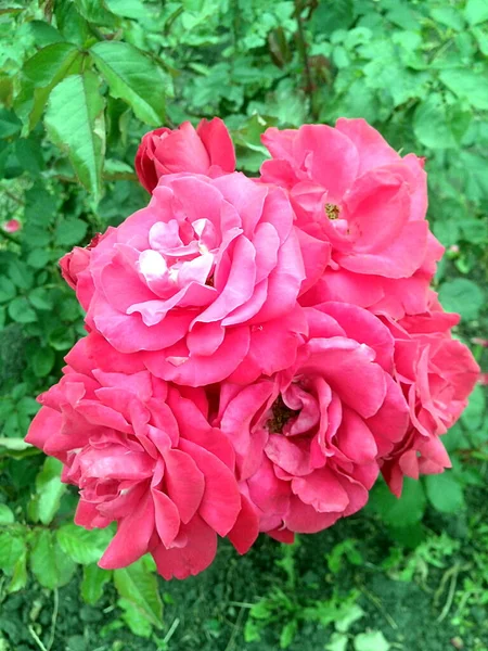 Букет Шести Рожевих Троянд Квітні — стокове фото