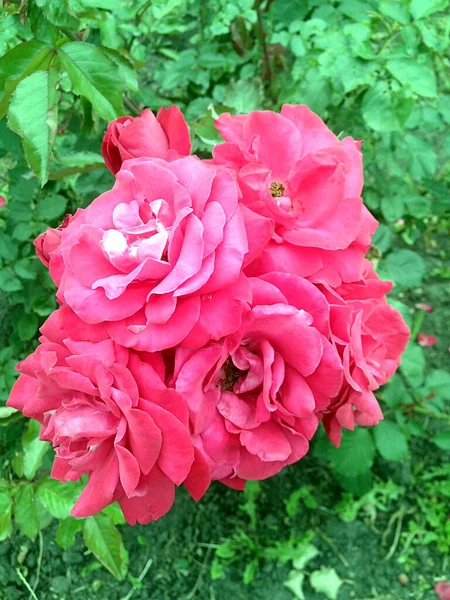 Bunch of six pink roses in blossom