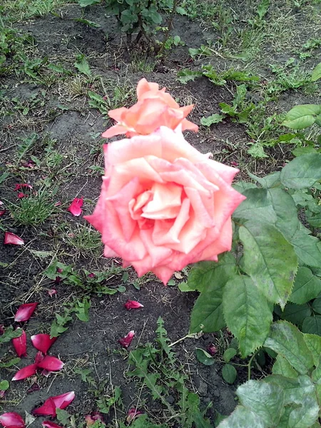 Zwei Beige Rosen Blüte — Stockfoto