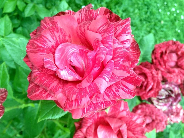 Tek kırmızı bilye açan gül