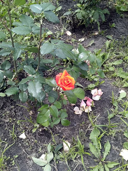 Tek kırmızı gül açıyor.