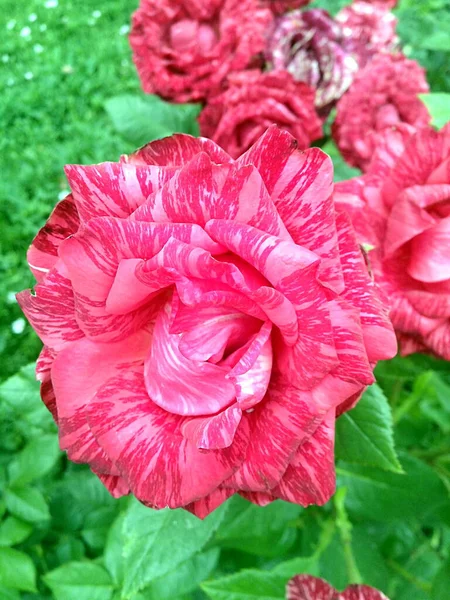 Rosas Mármore Vermelho Flor — Fotografia de Stock