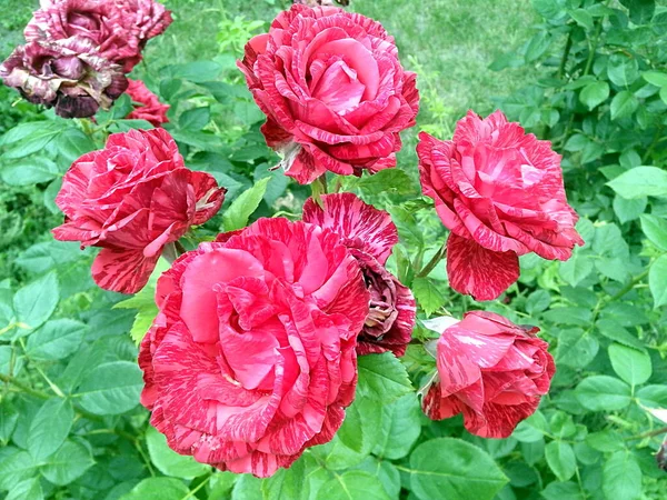 Czerwone Marmurowe Róże Kwiatach — Zdjęcie stockowe