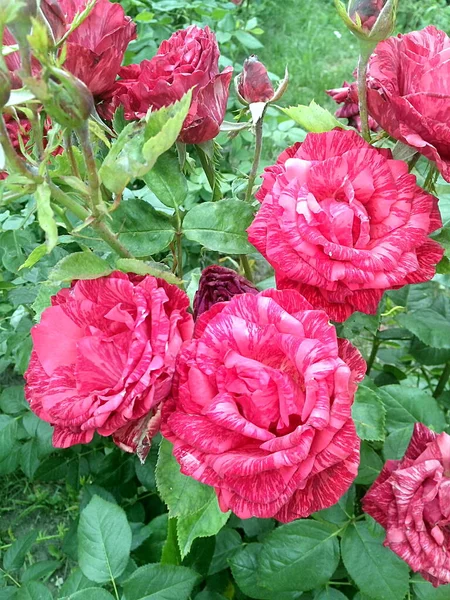 Çiçekli kırmızı mermer güller