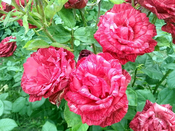 Червоні Мармурові Троянди Цвітіння — стокове фото