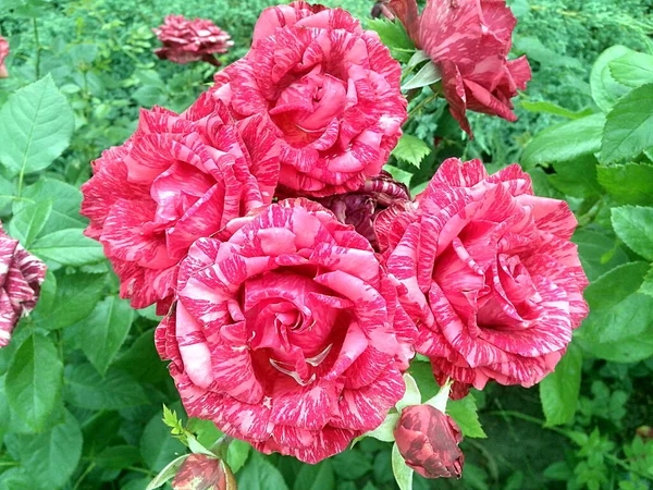 Rosas Mármore Vermelho Flor — Fotografia de Stock