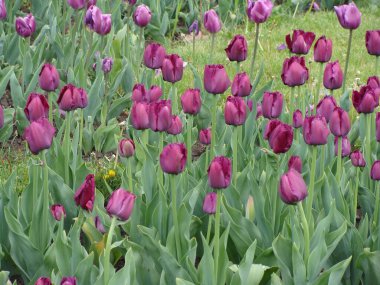 Çiçekli mor laleler