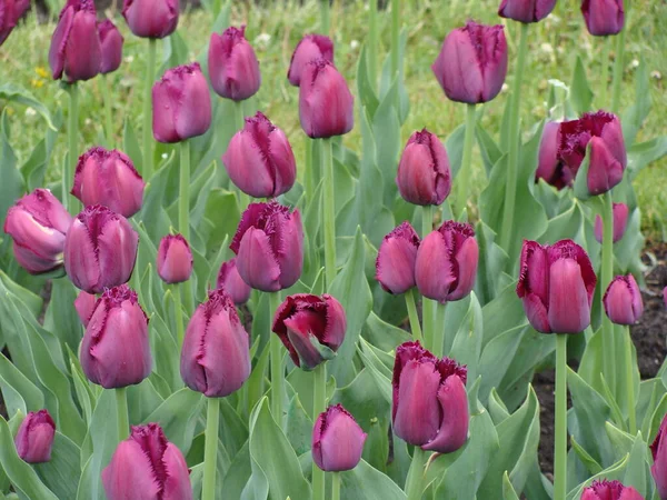 Çiçekli mor laleler