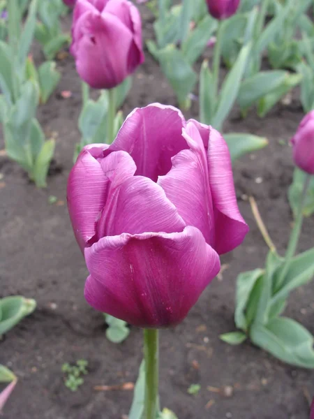 Çiçekli mor laleler