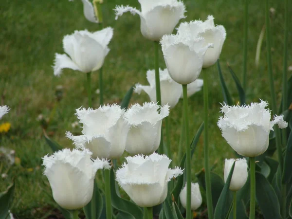 Çiçekli beyaz laleler