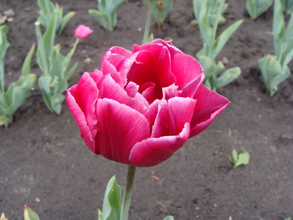 Çiçekli tek pembe lale.