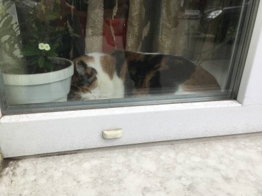 Pencerenin yanında uyuyan üç renkli kedi