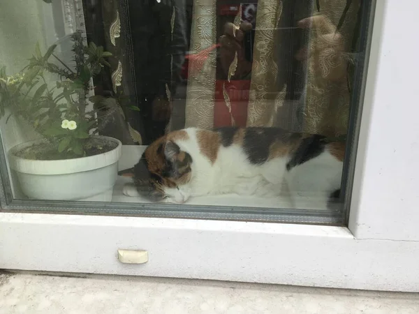 Pencerenin yanında uyuyan üç renkli kedi