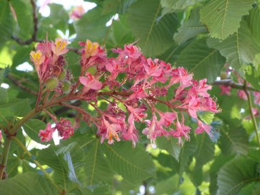 Çiçekli pembe Briotti kestane ağaçları