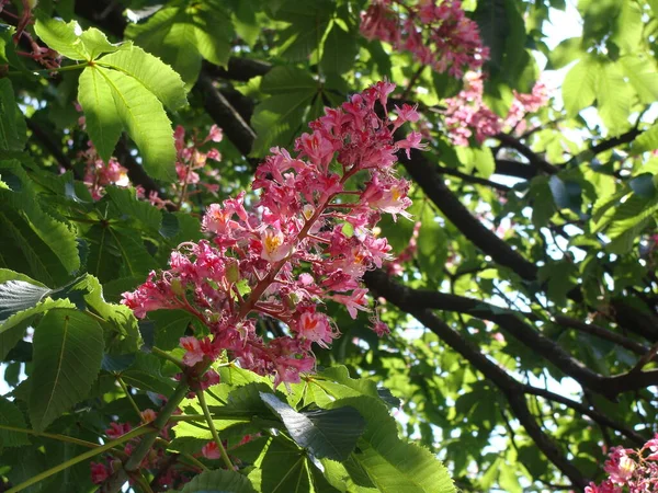 Çiçekli pembe Briotti kestane ağaçları
