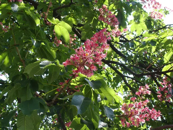 Çiçekli pembe Briotti kestane ağaçları
