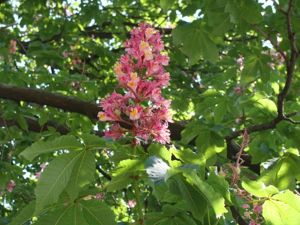 Çiçekli pembe Briotti kestane ağaçları