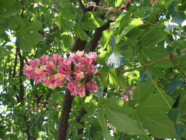 Çiçekli pembe Briotti kestane ağaçları
