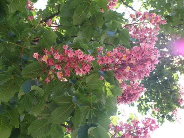 Çiçekli pembe Briotti kestane ağaçları