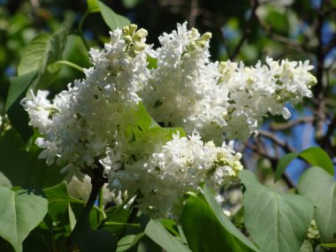 Güneşli bir günde çiçeklenmiş beyaz leylak.