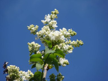 Güneşli bir günde çiçeklenmiş beyaz leylak.