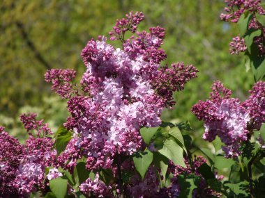 Güneşli bir günde çiçek açan mor ve beyaz leylak.