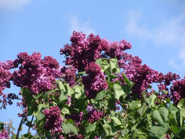 Güneşli bir günde çiçek açan mor leylak.