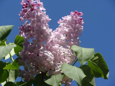 Güneşli bir günde çiçek açan mor ve beyaz leylak.