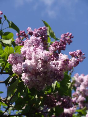 Güneşli bir günde çiçek açan mor ve beyaz leylak.