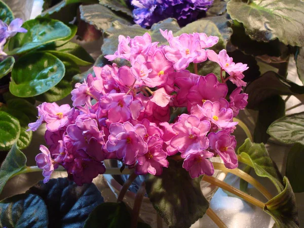 Çiçekli açık pembe menekşeler