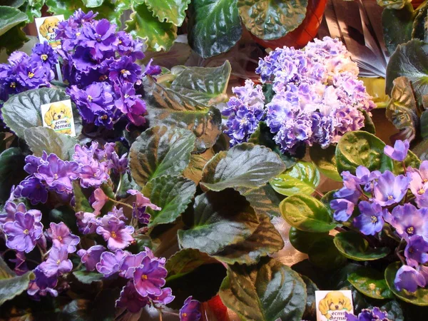 Çiçekli çeşitli renkte menekşeler.