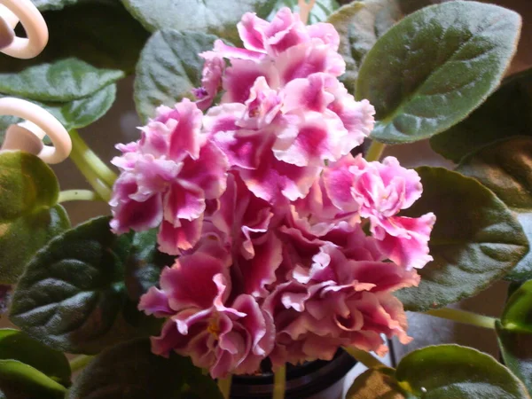 Çiçekli açık pembe menekşeler