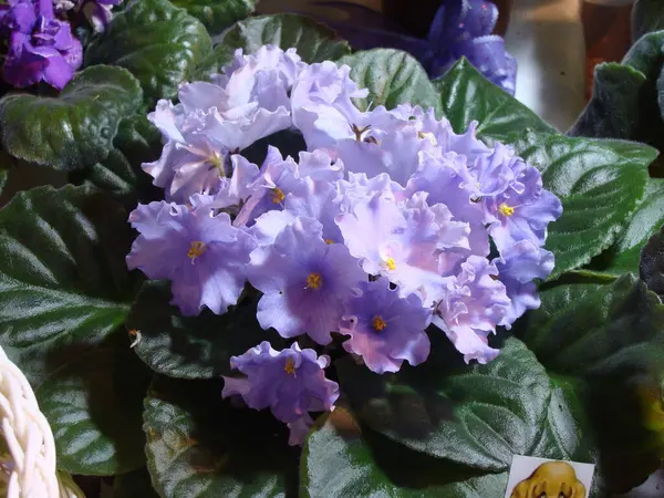 Çiçekli açık mavi menekşeler