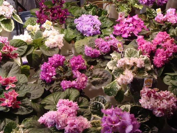 Çiçekli çeşitli renkte menekşeler.